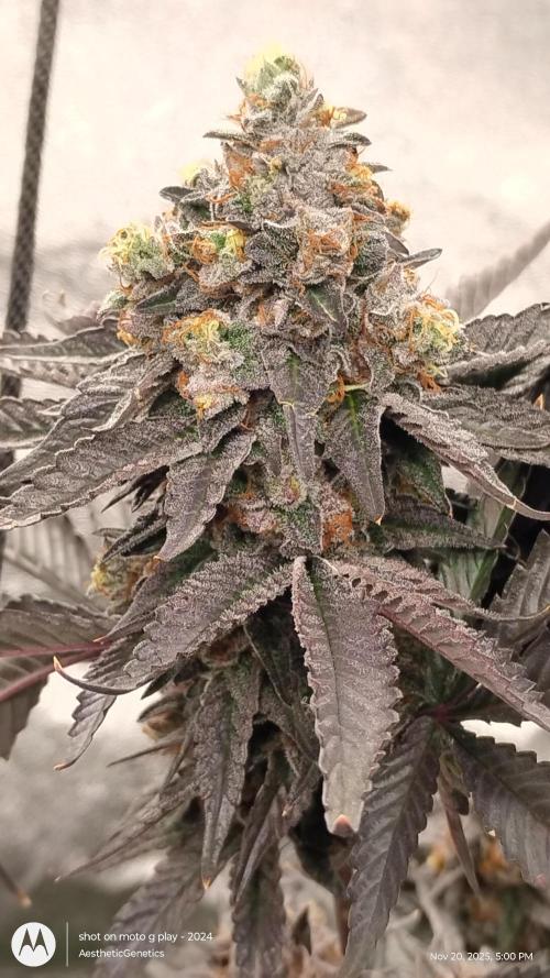 Pure bag appeal Gelato Gelato Gelato 49. Week 17