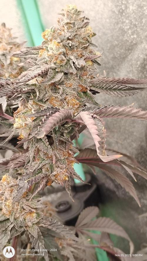 Pure bag appeal Gelato Gelato Gelato 49. Week 17