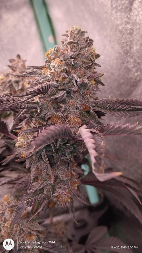 Pure bag appeal Gelato Gelato Gelato 49. Week 17