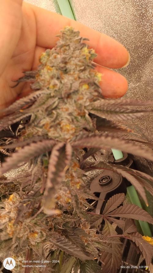 Pure bag appeal Gelato Gelato Gelato 49. Week 17