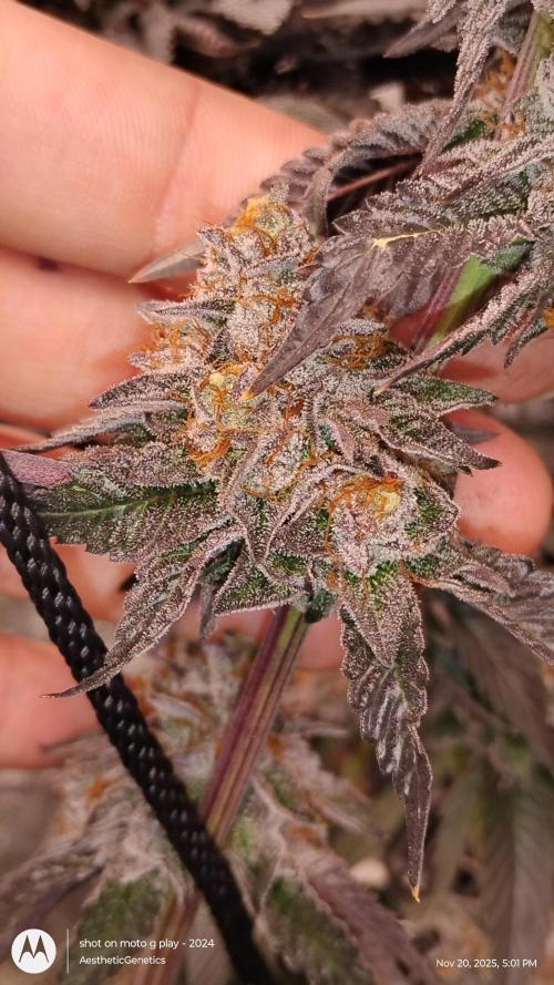 Pure bag appeal Gelato Gelato Gelato 49. Week 17