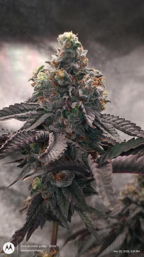 Pure bag appeal Gelato Gelato Gelato 49. Week 17