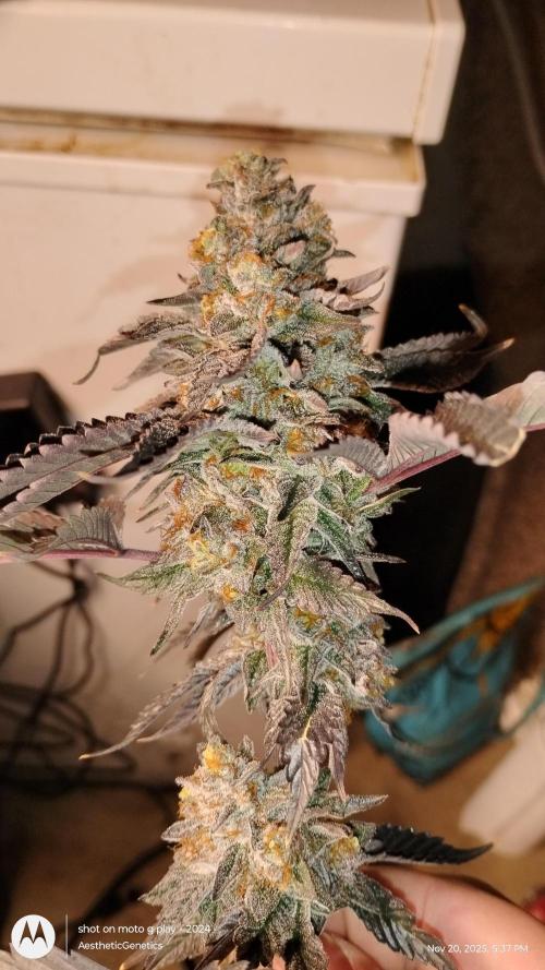 Pure bag appeal Gelato Gelato Gelato 49. Week 17