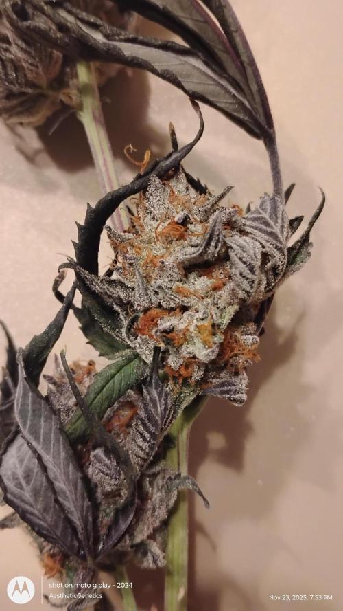 Pure bag appeal Gelato Gelato Gelato 49. Week 17