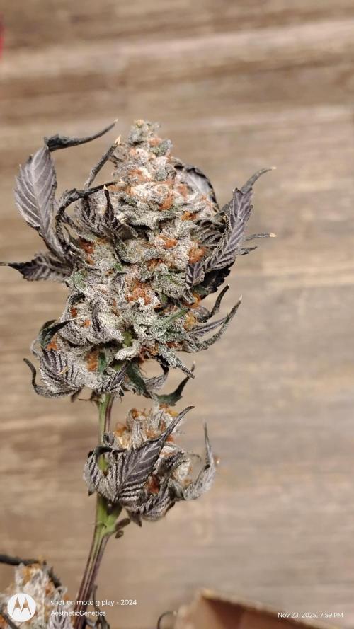 Pure bag appeal Gelato Gelato Gelato 49. Week 17