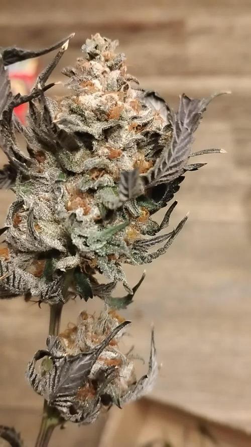 Pure bag appeal Gelato Gelato Gelato 49