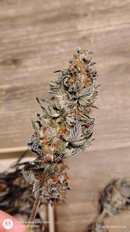 Pure bag appeal Gelato Gelato Gelato 49. Week 17