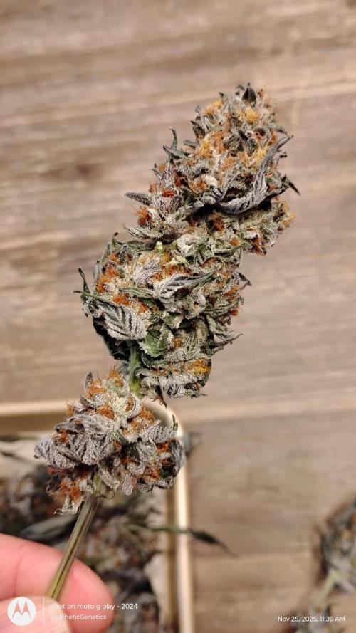 Pure bag appeal Gelato Gelato Gelato 49. Week 17