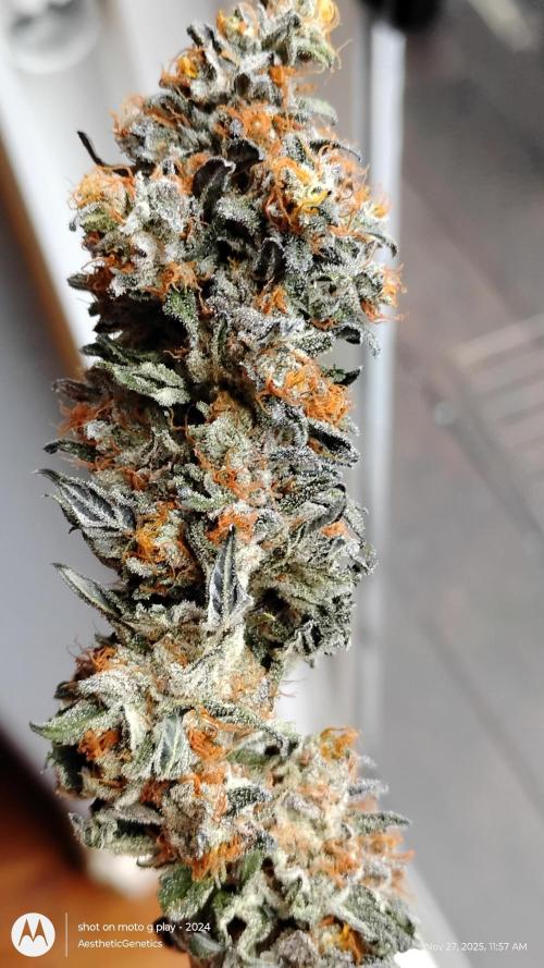 Pure bag appeal Gelato Gelato Gelato 49. Week 17