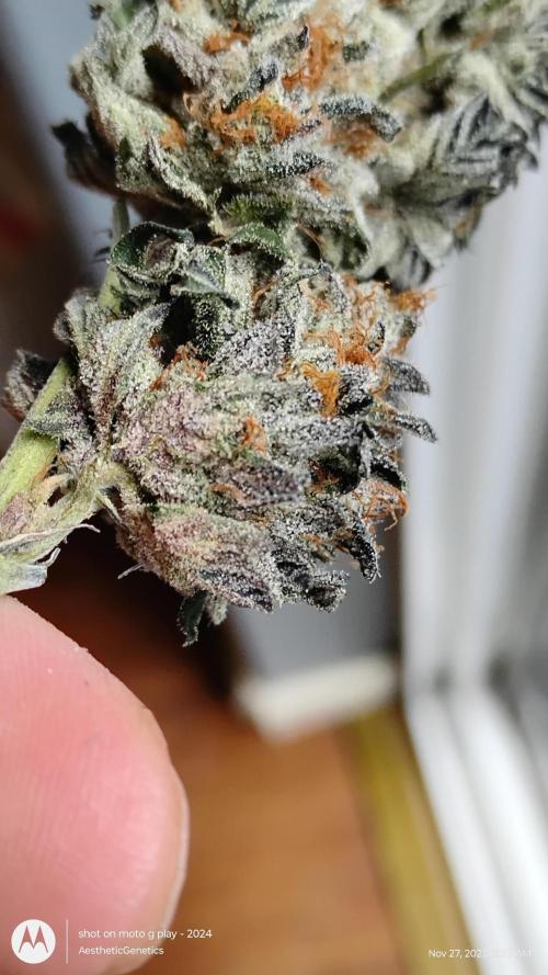 Pure bag appeal Gelato Gelato Gelato 49. Week 17