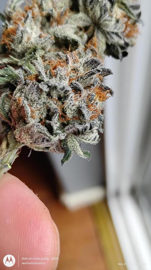 Pure bag appeal Gelato Gelato Gelato 49. Week 17