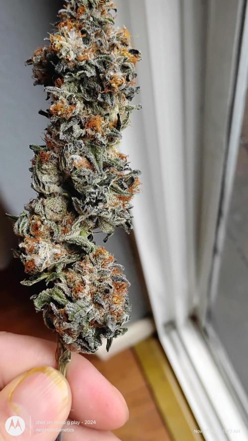 Pure bag appeal Gelato Gelato Gelato 49. Week 17