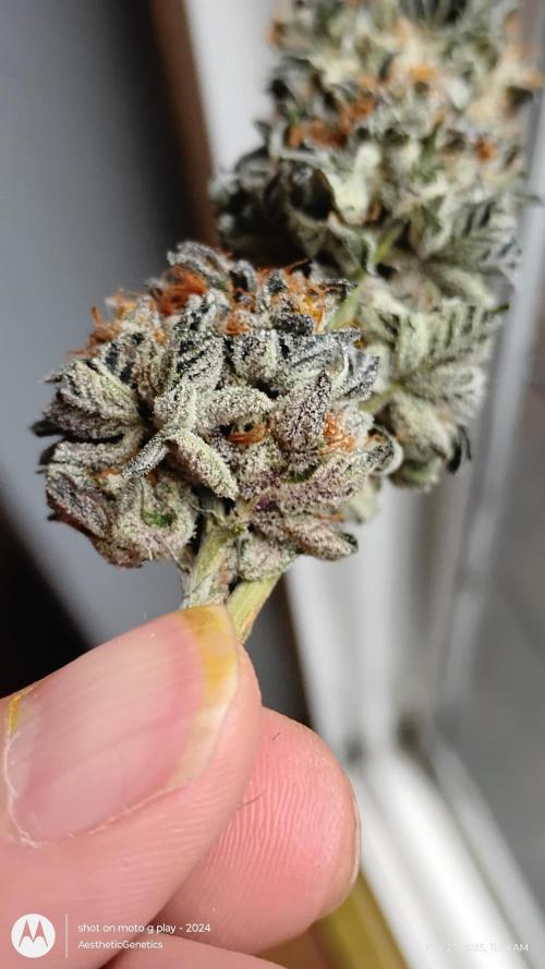 Pure bag appeal Gelato Gelato Gelato 49. Week 17