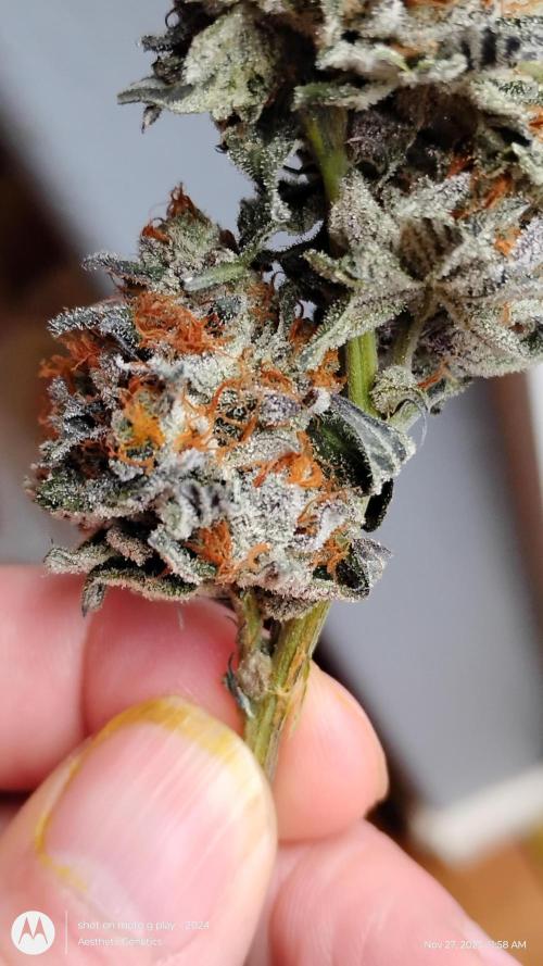 Pure bag appeal Gelato Gelato Gelato 49. Week 17