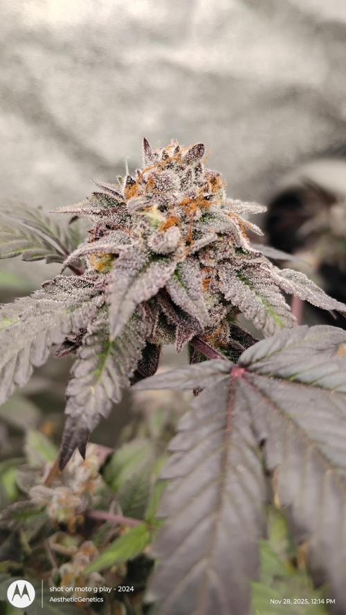 Pure bag appeal Gelato Gelato Gelato 49. Week 17