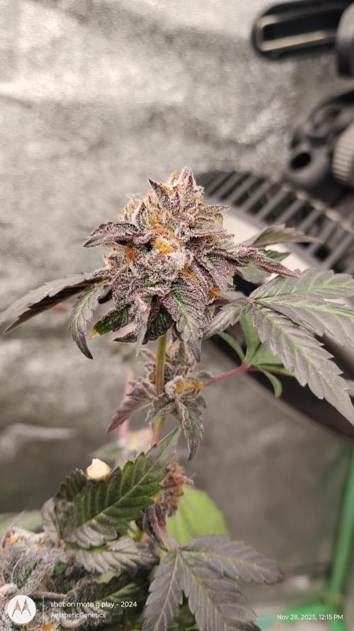 Pure bag appeal Gelato Gelato Gelato 49. Week 17