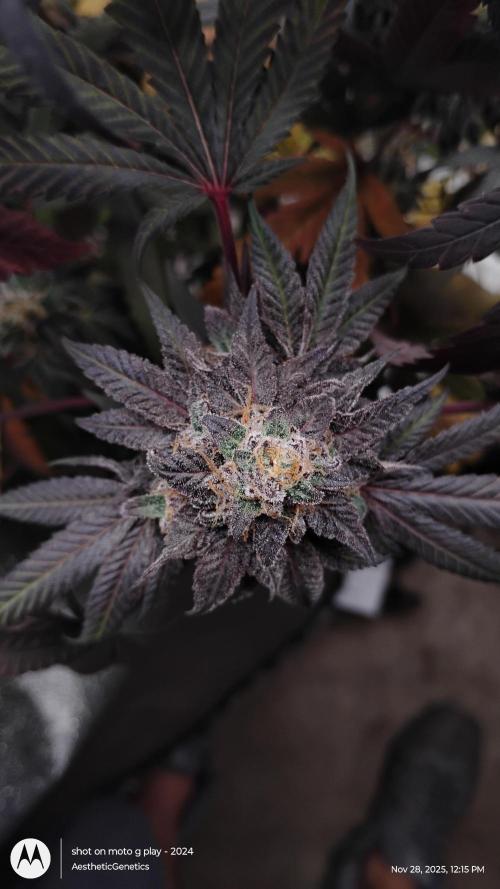 Purple Chrome 💜 (round 2). Week 13