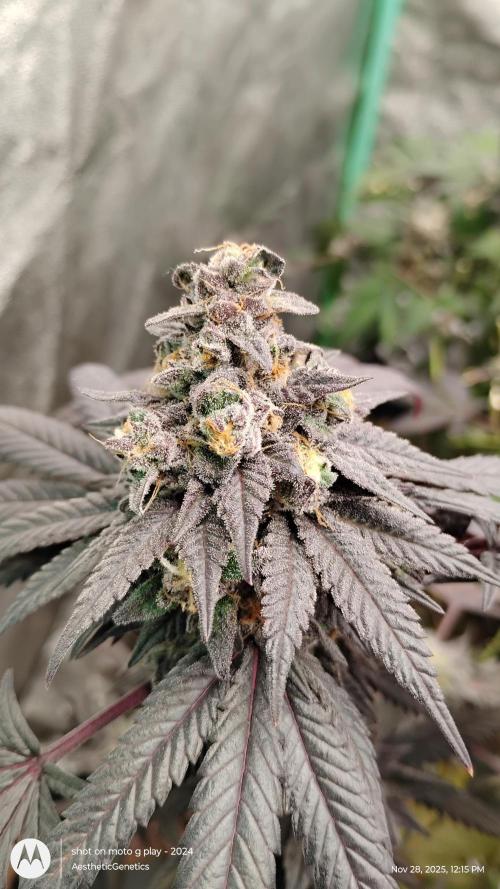 Purple Chrome 💜 (round 2). Week 13