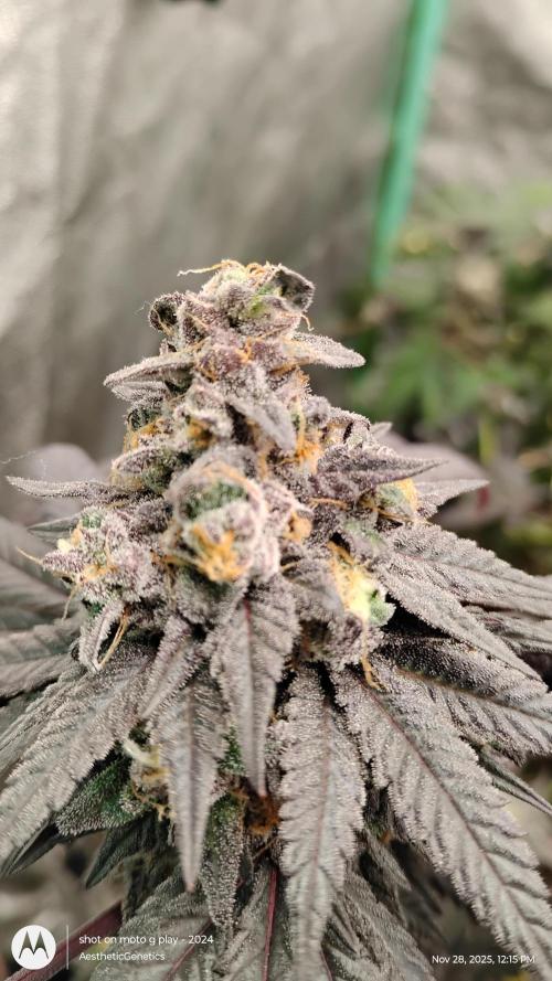 Purple Chrome 💜 (round 2). Week 13