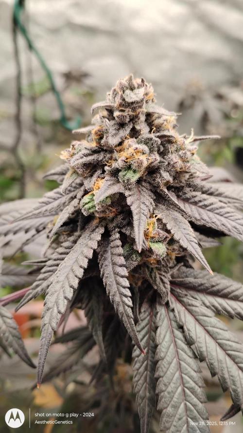 Purple Chrome 💜 (round 2). Week 13