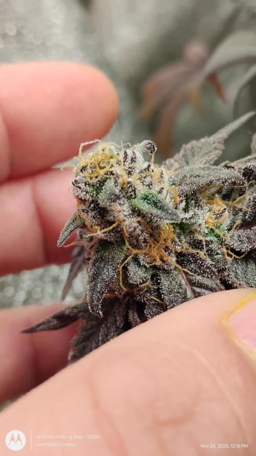 Purple Chrome 💜 (round 2). Week 13