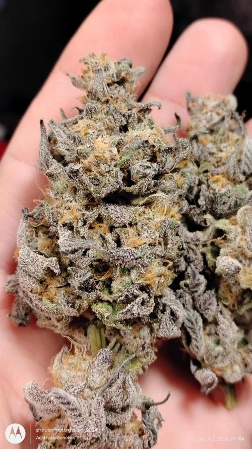 Purple Chrome 💜 (round 2). Week 13