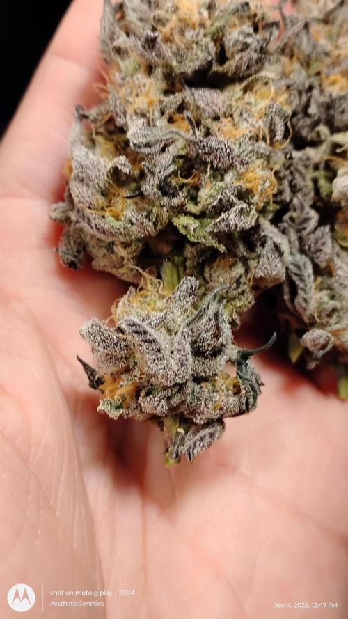 Purple Chrome 💜 (round 2). Week 13