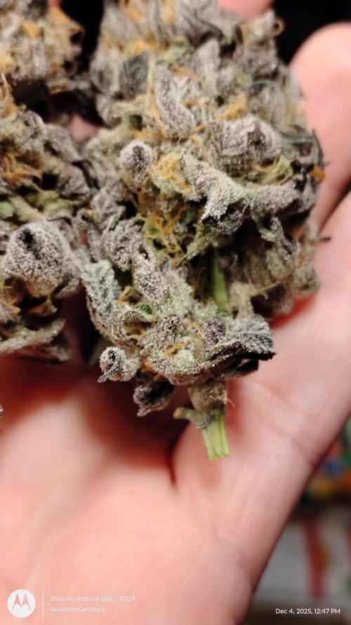 Purple Chrome 💜 (round 2). Week 13