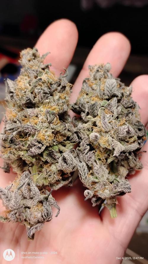 Purple Chrome 💜 (round 2). Week 13