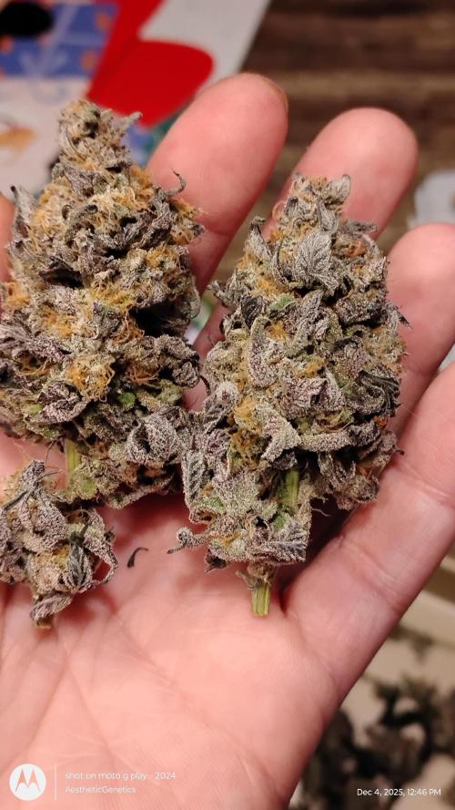 Purple Chrome 💜 (round 2). Week 13