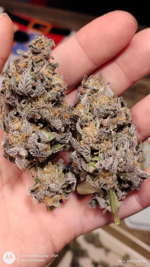 Purple Chrome 💜 (round 2). Week 13