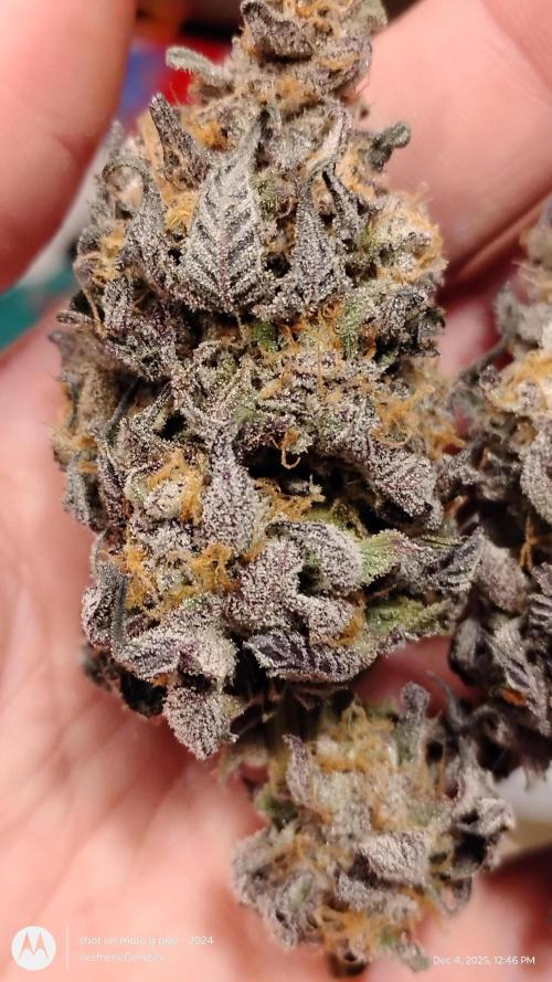 Purple Chrome 💜 (round 2). Week 13