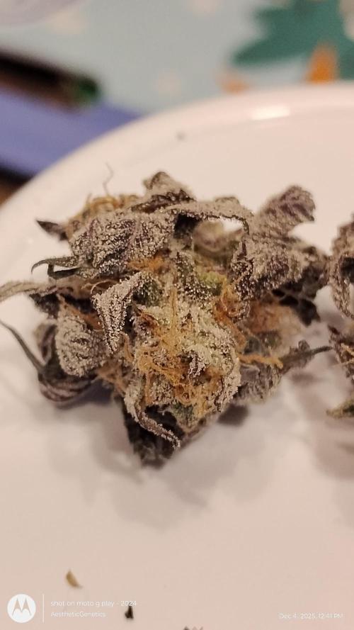 Purple Chrome 💜 (round 2). Week 13