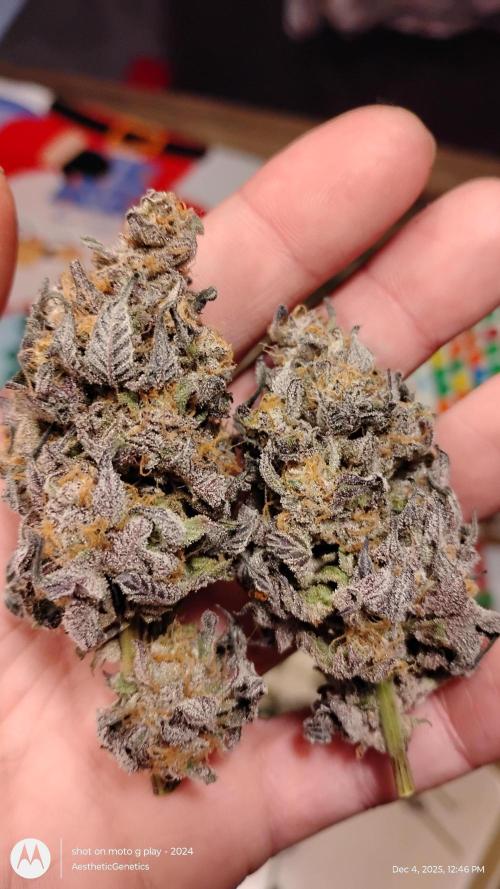 Purple Chrome 💜 (round 2). Week 13