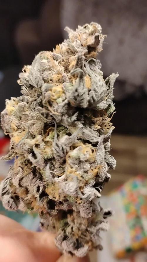 Purple Chrome 💜 (round 2)