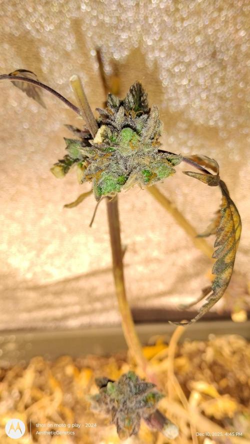 Reveg & Pollination. Week 1