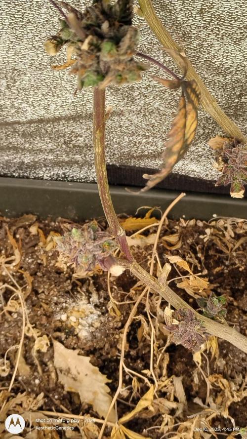 Reveg & Pollination. Week 1