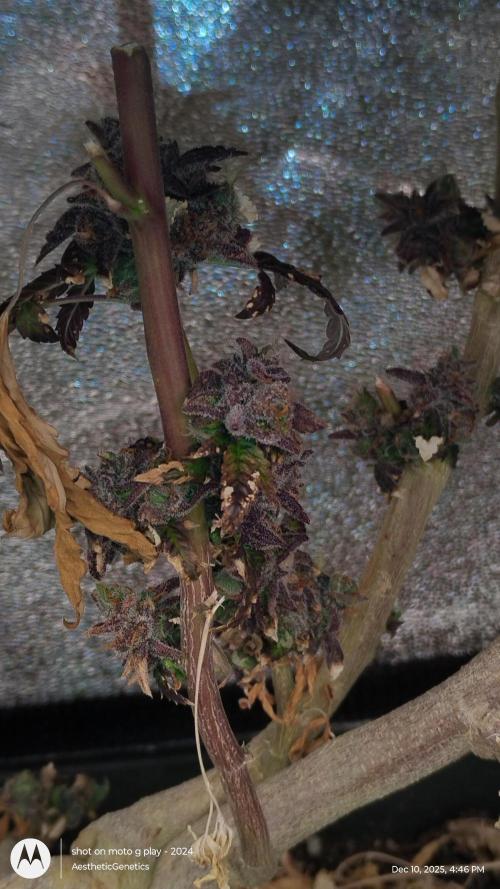 Reveg & Pollination. Week 1