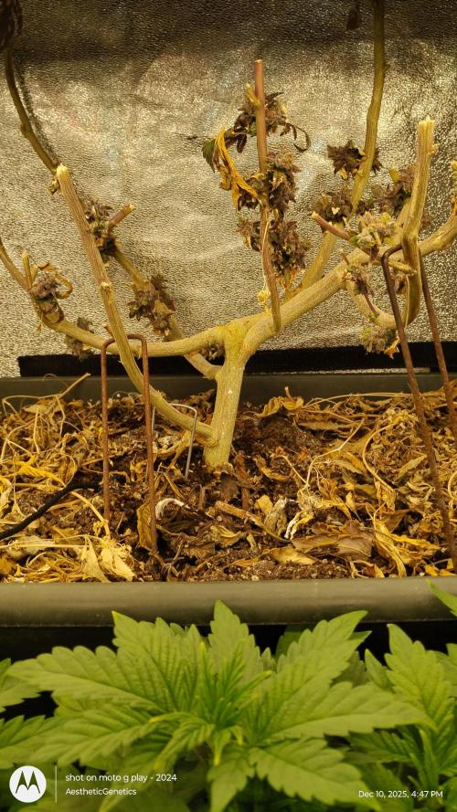 Reveg & Pollination. Week 1