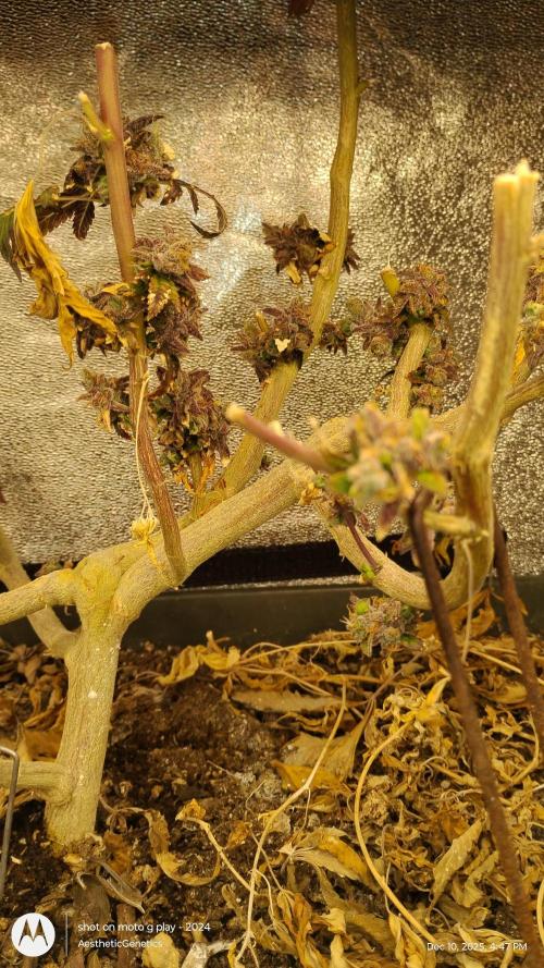 Reveg & Pollination. Week 1