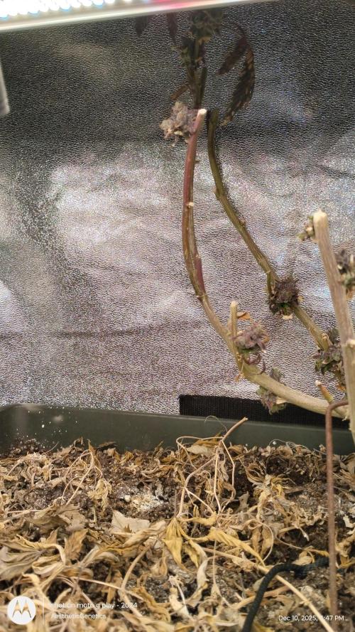 Reveg & Pollination. Week 1