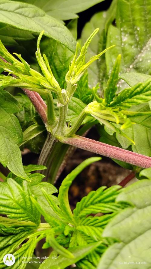 PLCG Bx2. Week 6 - Wednesday 