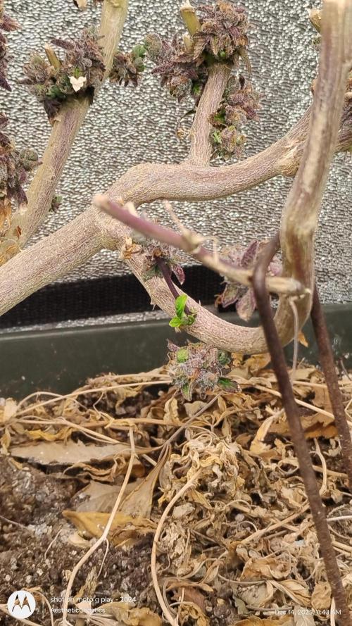 Reveg & Pollination. Week 1