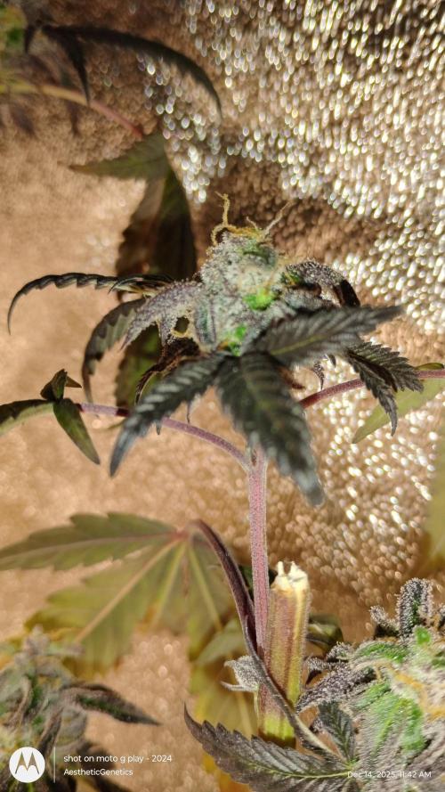 Purple Chrome Reveg. Week 0