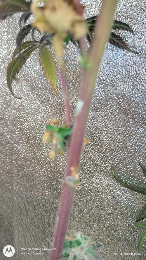 Purple Chrome Reveg. Week 0