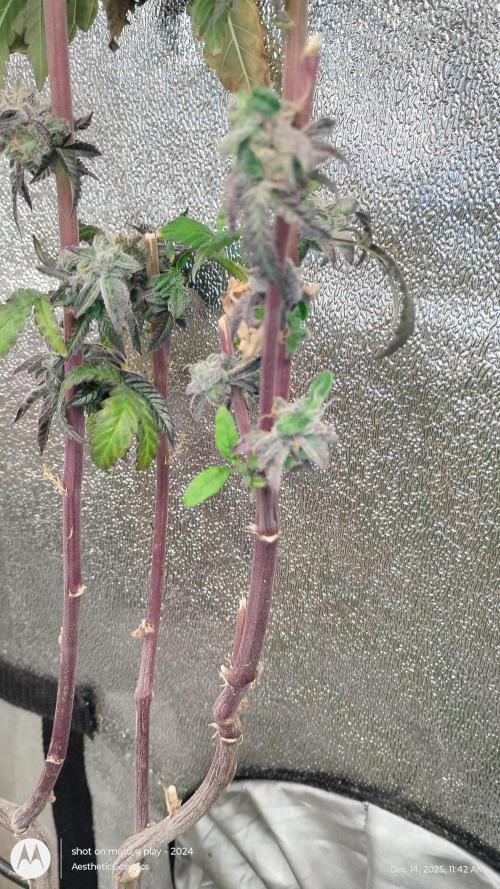 Purple Chrome Reveg. Week 0