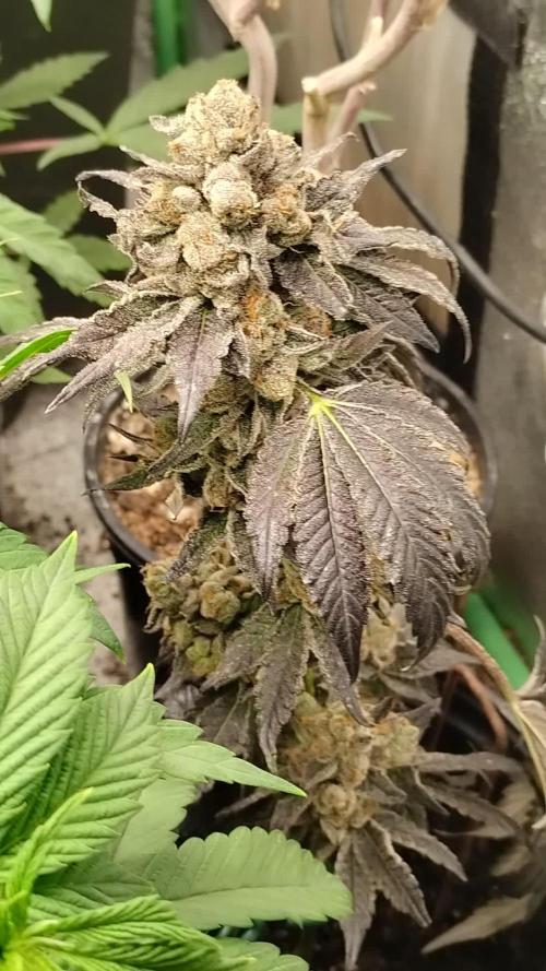 Mystery Branch Reveg