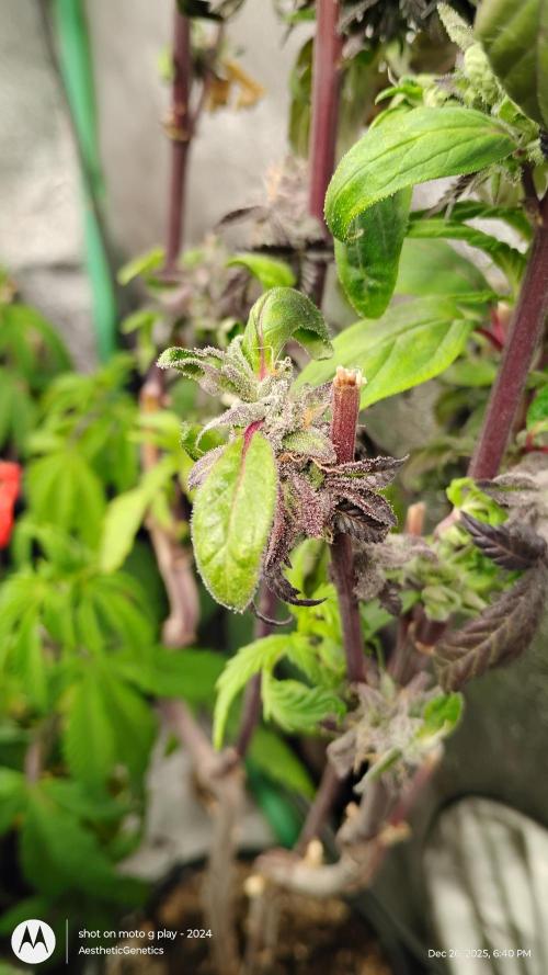 Purple Chrome Reveg. Week 1