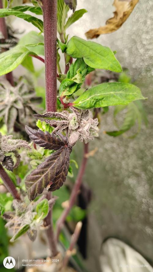 Purple Chrome Reveg. Week 1