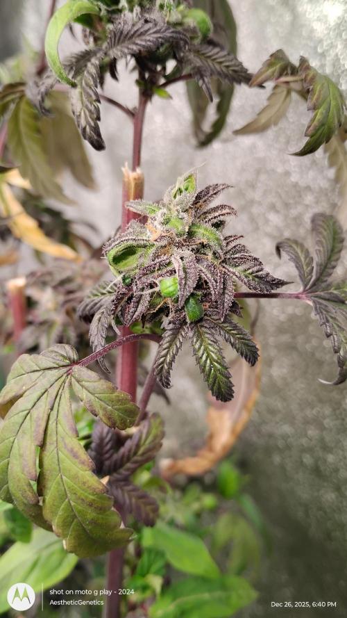 Purple Chrome Reveg. Week 1